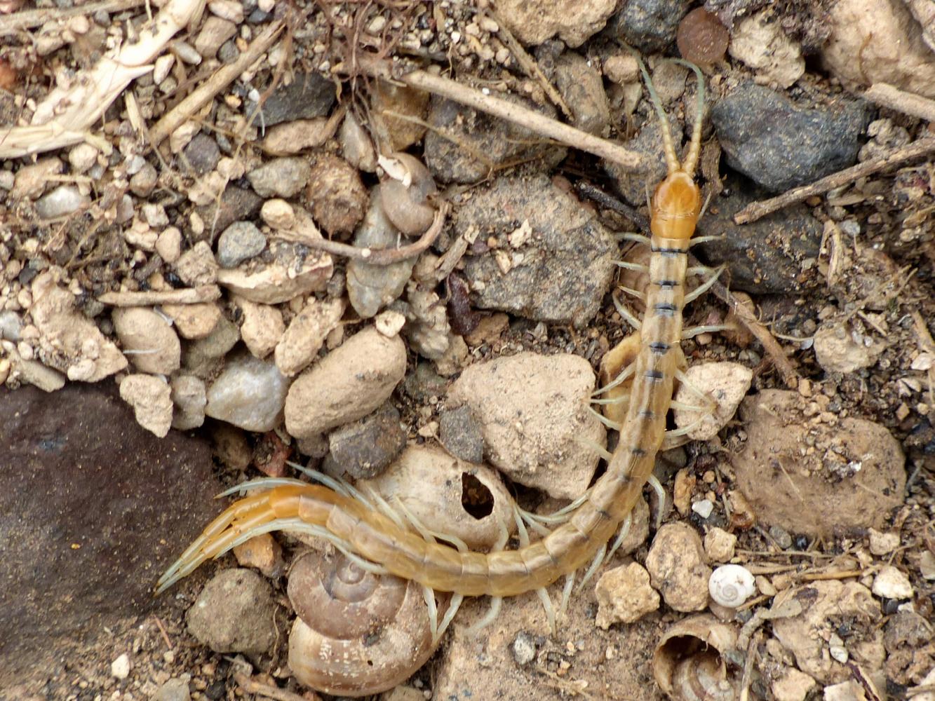 Scolopendra greca